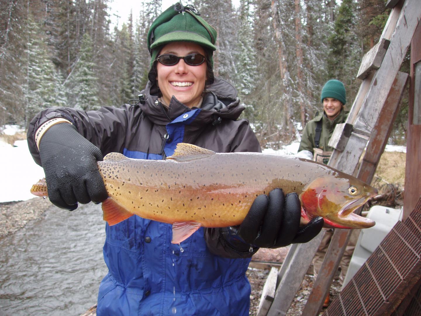 Invasion of Lake Trout in Yellowstone Changed Aquatic and Terrestrial Ecosystems (3 of 14)