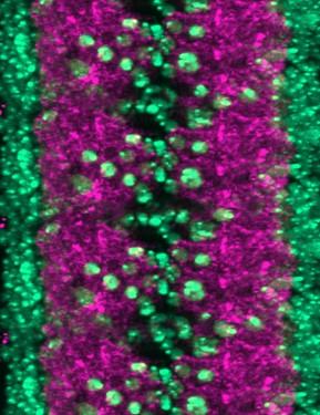 Synapse Organization in Drosophila Central Nervous System