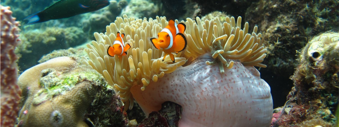 Clown anemonefish