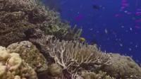The Future of Reefs Just Got a Bit Brighter: Josh Cinner Named 2015 Pew Marine Fellow