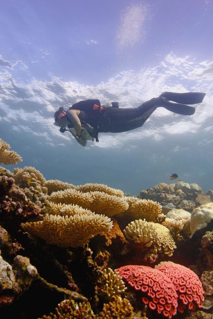 KSLOF scientist Ren&eacute;e Carlton swims over a bleaching reef while on the Global Reef Expedition mission to the Chagos Archipelago