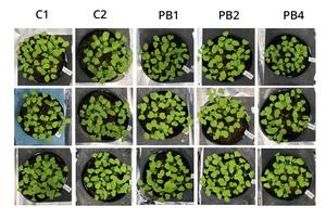 New biomass fertilizer as effective as inorganic nitrogen fertilizer