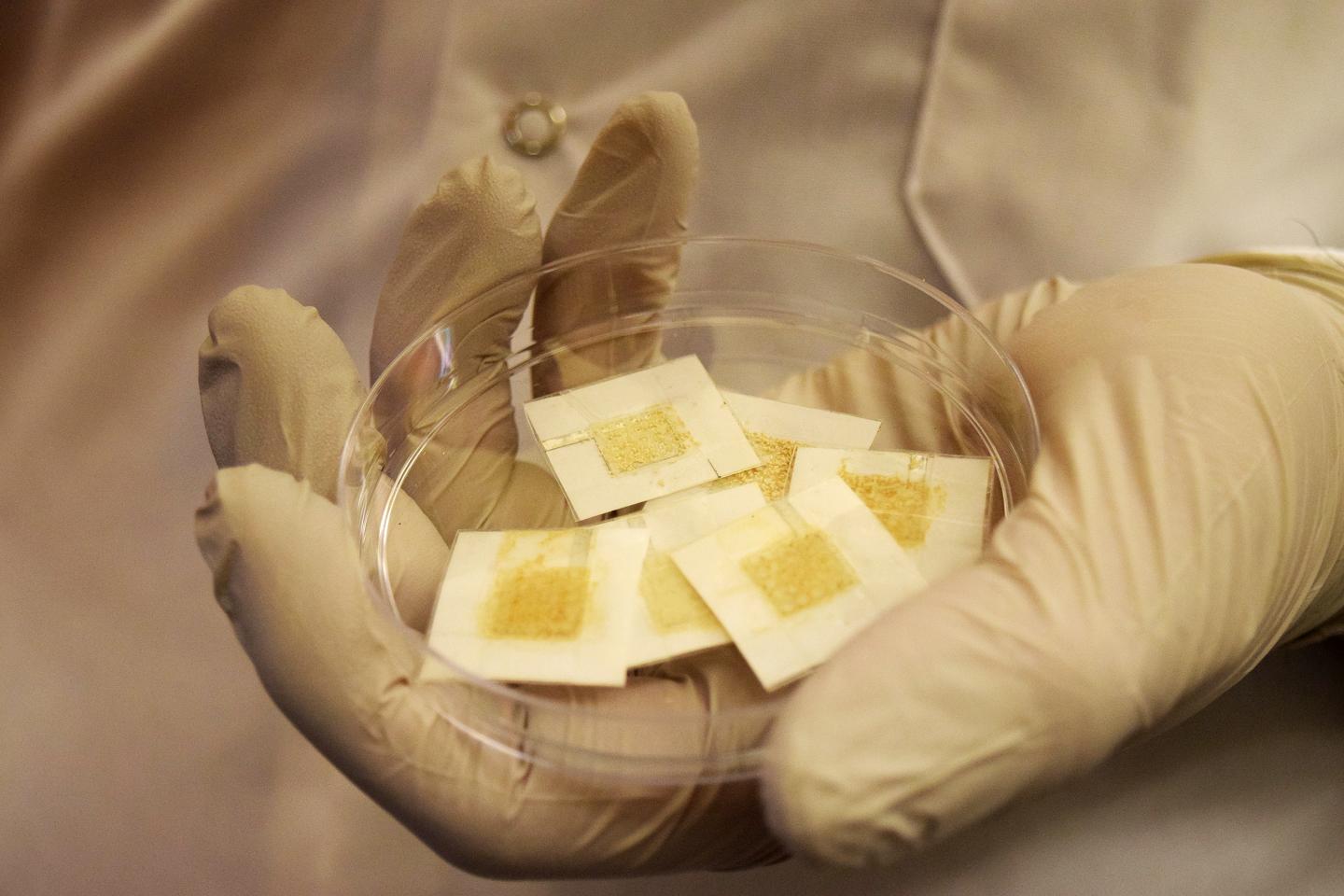 Disposable Yeast Badges