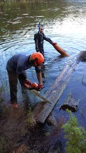 Recovering ancient wood from a lake in Scotland