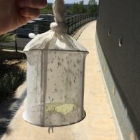 Trap of <i>Culex pipiens</i> Mosquitoes 
