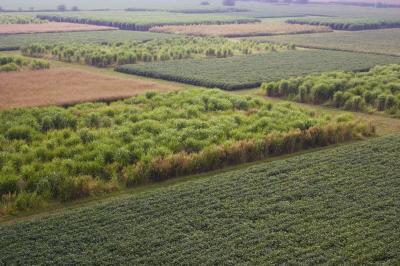 Corn, Switchgrass and Miscanthus Trials