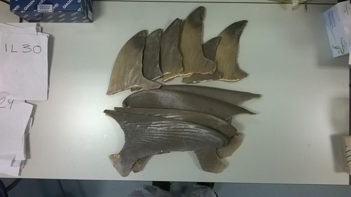 Shark Fins (2 of 2)