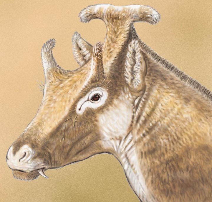 Extinct 3-horned palaeomerycid ruminant found | EurekAlert!