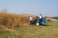 Switchgrass Harvesting