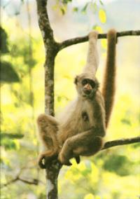 Global Warming Cycles Threaten Endangered Primate Species (2 of 3)