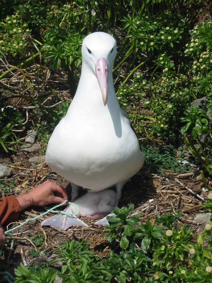 Northern Royal Albatross, Big Sister