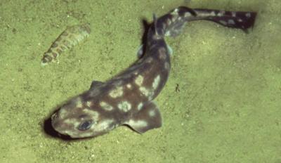 Galapagos Catshark