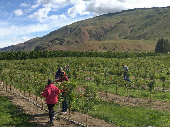 Apple Orchard