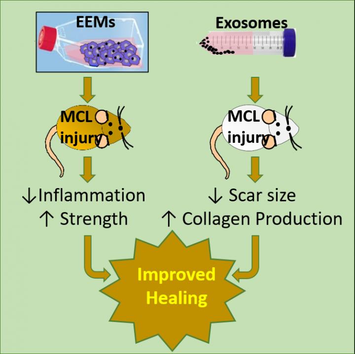 Graphical Abstract