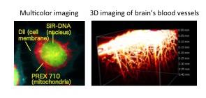 Examples of Fluorescent Imaging Using PREX 710