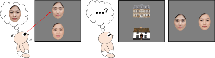 Infants showed the strong visual bias to the top face, but not in horizontal line