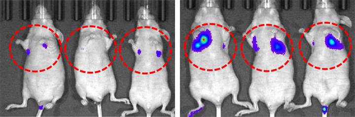 TRIM29 Knockdown in Mice