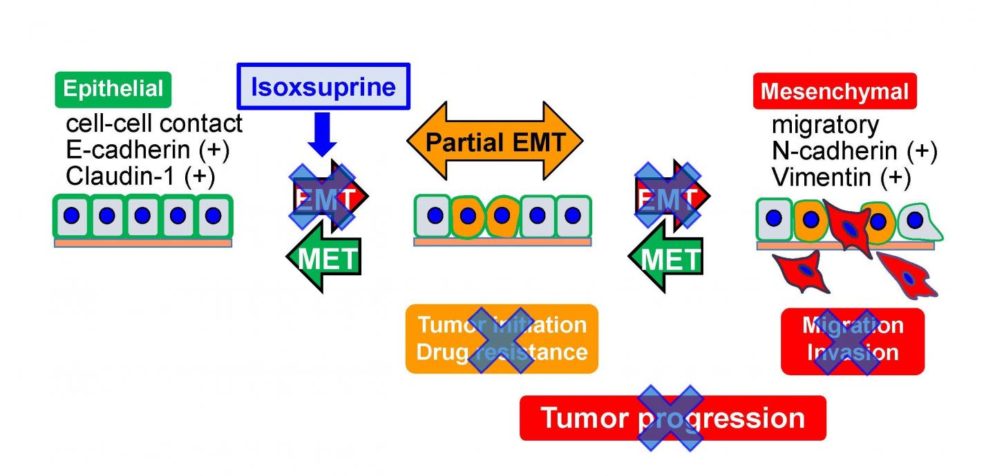 Activation of &beta;2-adrenergic receptor signals inhibit progression of oral cancer by suppressing mesenchymal phenotypes