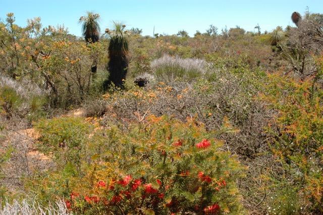 Researchers Find Surprising Root Diversity in the Australian Bushland