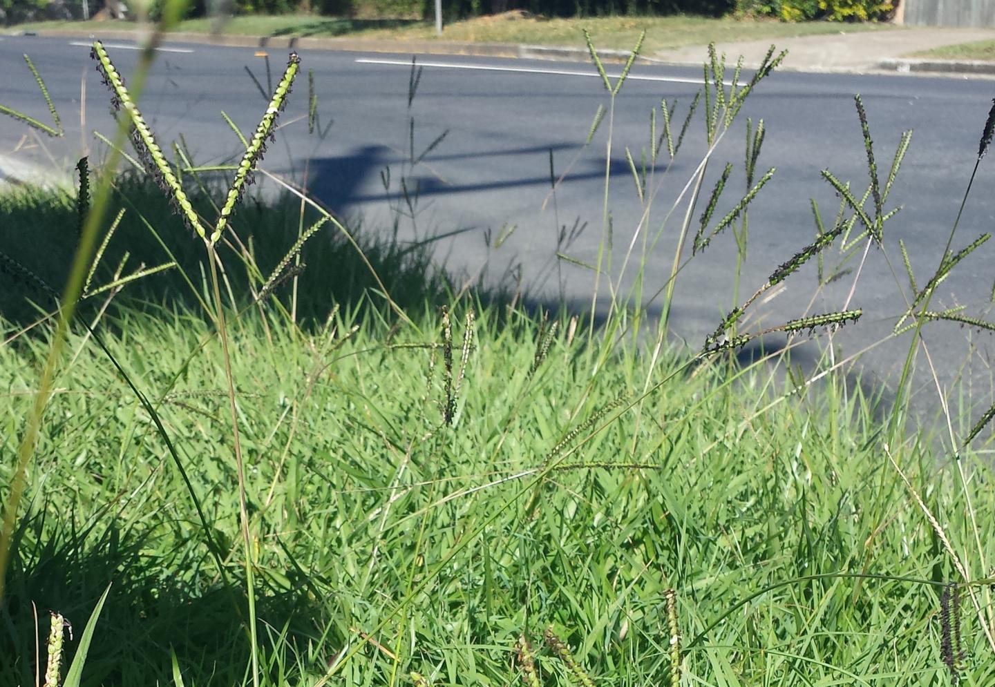 Subtropical Grass Bahia Grass -- Paspalum Notatum