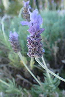 Lavandula angustifolia