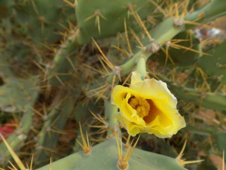 <i>Opuntia stricta</i>