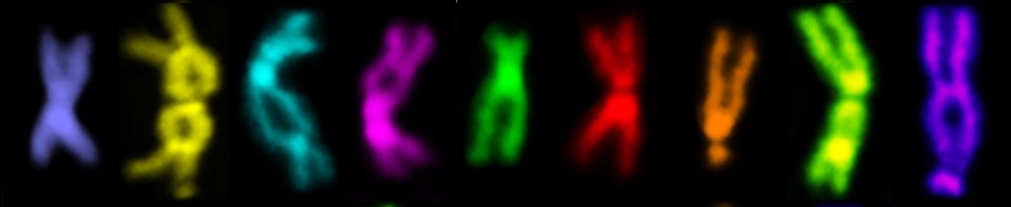Chromosome Rearrangements