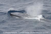 Blue Whale in eastern Tropical Pacific