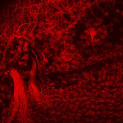 Immunofluorescent Image of Mechanosensory Corpuscles in the Bill Skin from a Late-Stage Duck Embryo