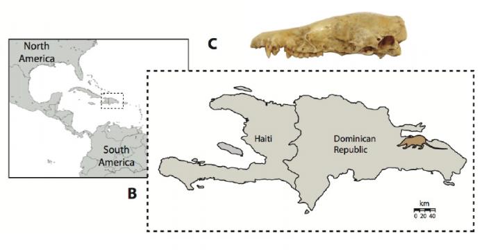 <i>Nesophontes</i> DNA Recovery