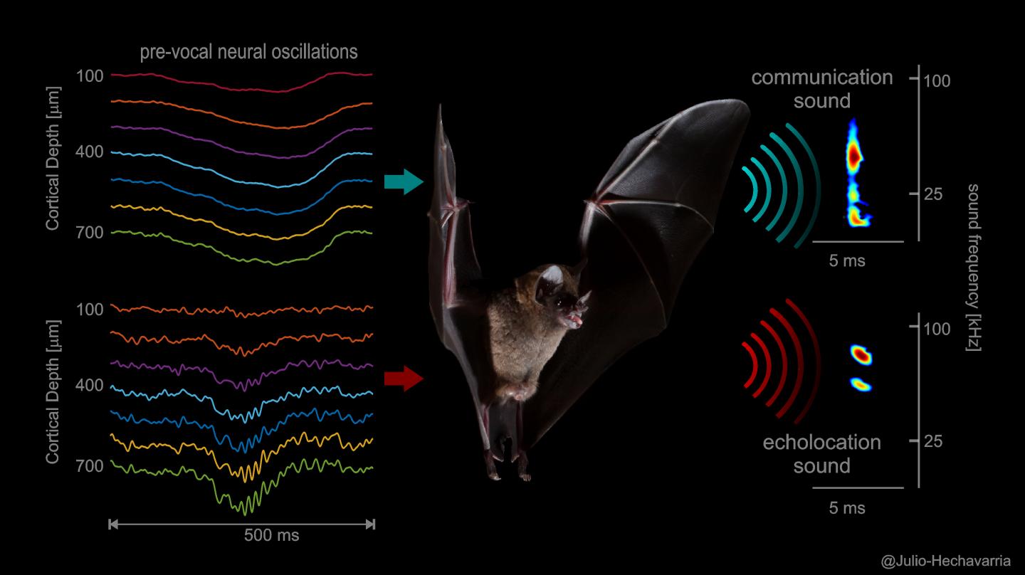 Rhythmic neural signals determine the sounds that bats make