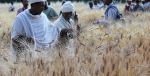 Ethiopian farmer "citizen scientists"