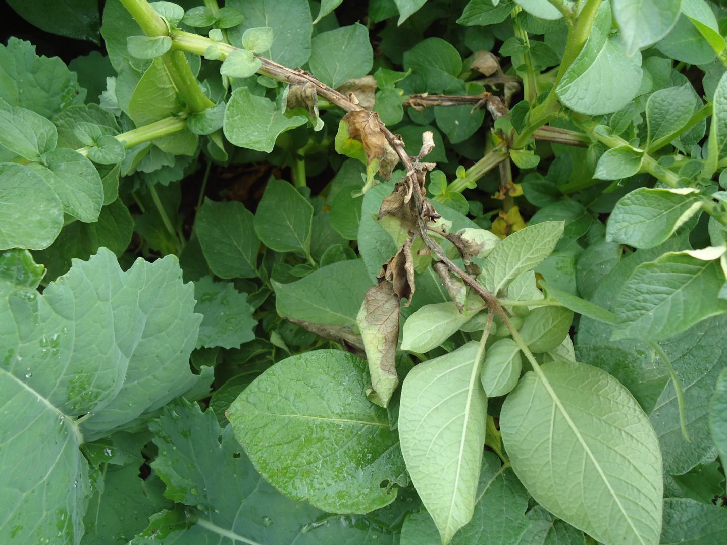 Potato Blight in Plant