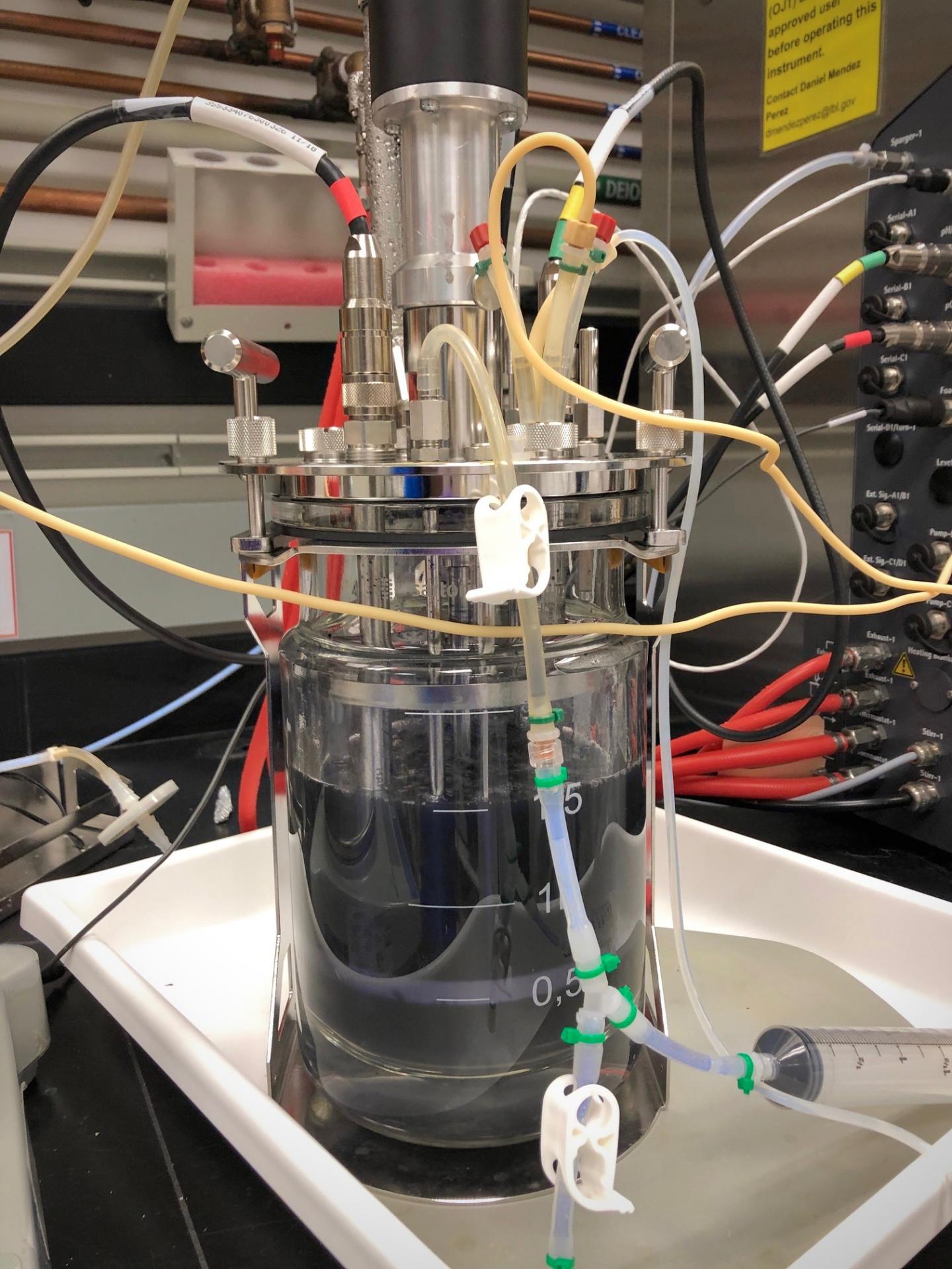 Bioreactor Showing Blue Indigoidine