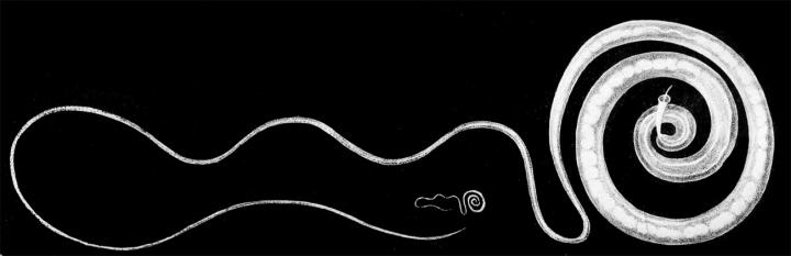 A Parasitic Whipworm (<em>Trichuris Trichiura</em>)