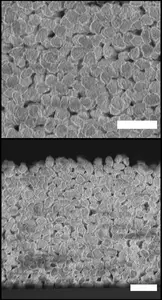 Polymide coating top and side views