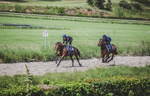 Racehorses training with Equimetre data-logging device.