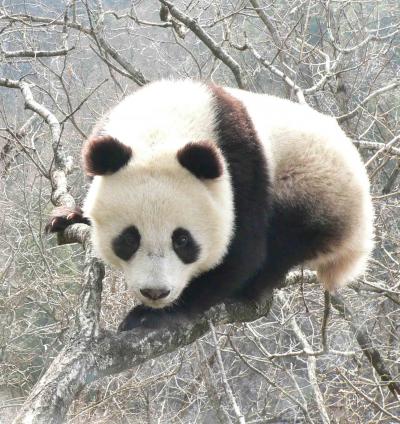 Giant Panda