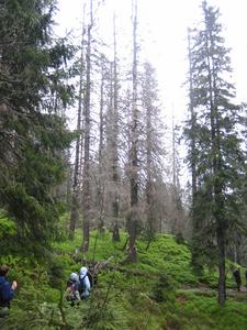 Tree mortality in the Black Forest on the rise - climate change a key driver