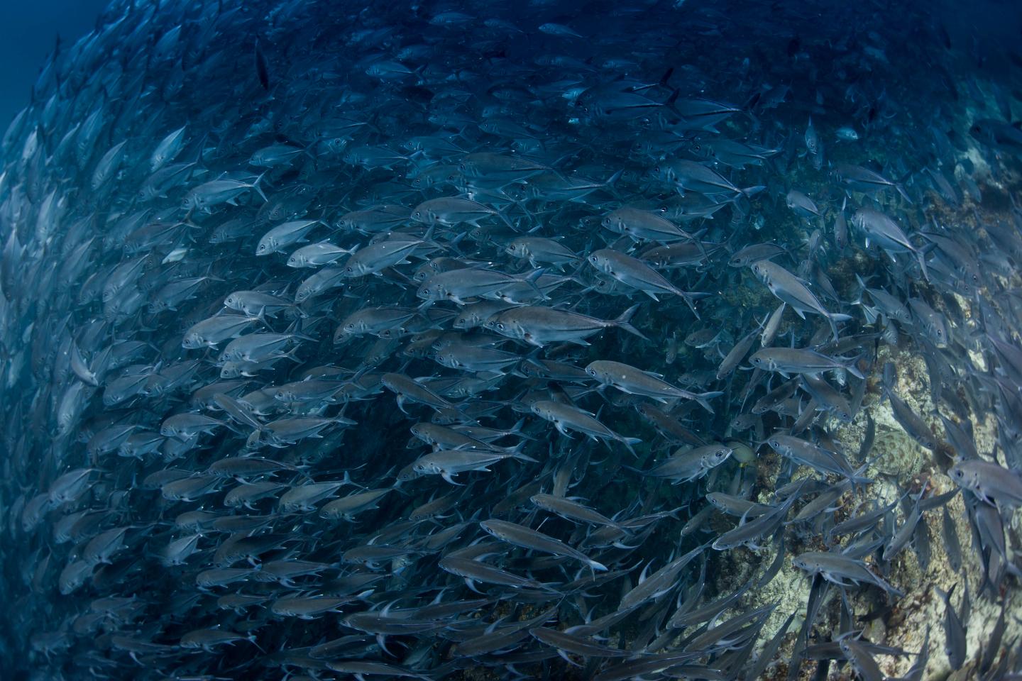 School of Jackfish in Sipadan Island, Malaysia