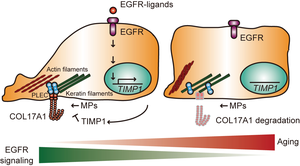 Schematic drawing of EGFR-mediated keratinocyte stem cell motility regulated by COL17A1 proteolysis.