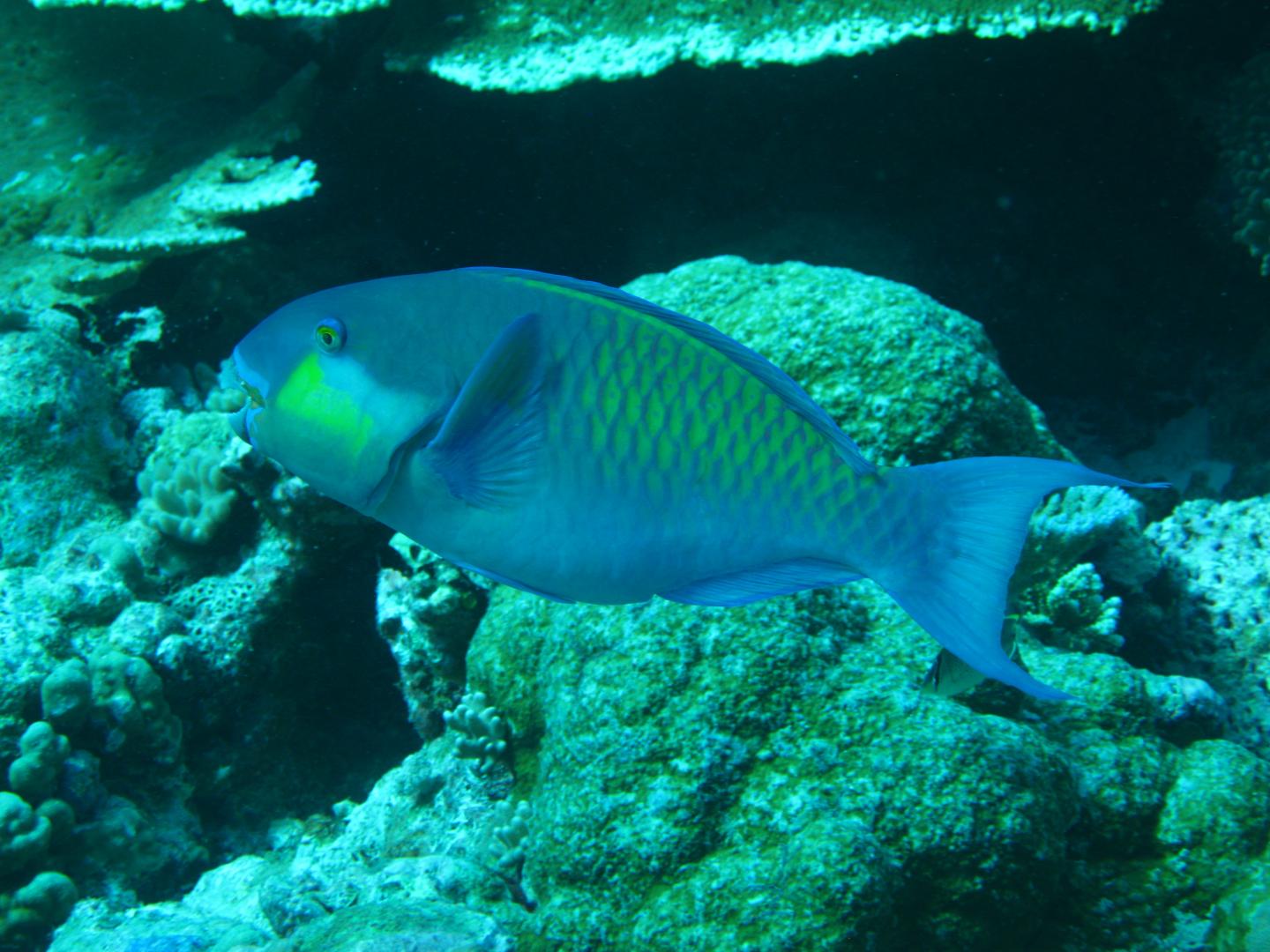 Parrotfish
