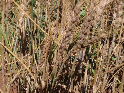 Wheat