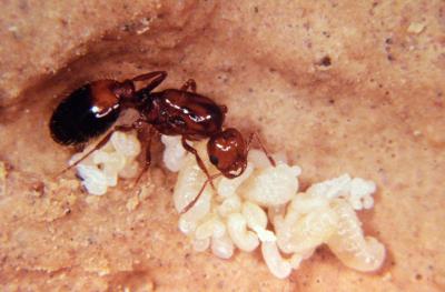 Chronicle of the Fire Ant Inva [IMAGE] | EurekAlert! Science News Releases