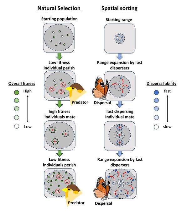 Spatial sorting and natural selection illustrated