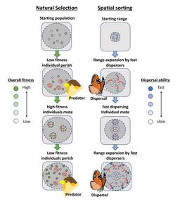 Spatial sorting and natural selection illustrated