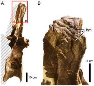 Bite traces on a sauropod neural spine.