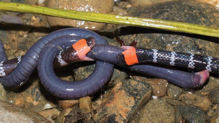 Two coral snakes competing over amphibian prey.