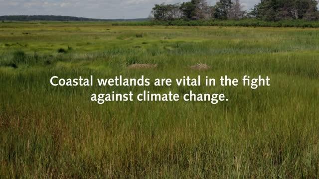 Coastal Wetlands to Prevail in Fight Against Climate Change