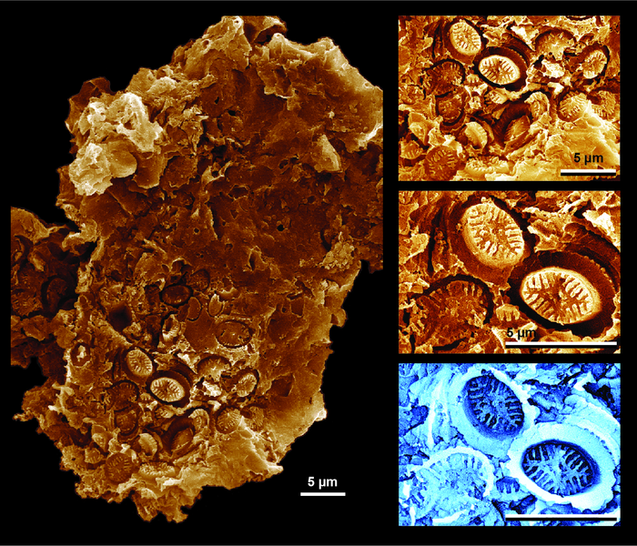 Penutup dinding sel plankton mikroskopis yang diawetkan sebagai jejak fosil 